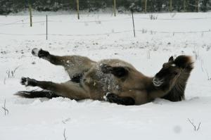 Happy in the snow