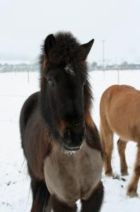 Clipped Icey