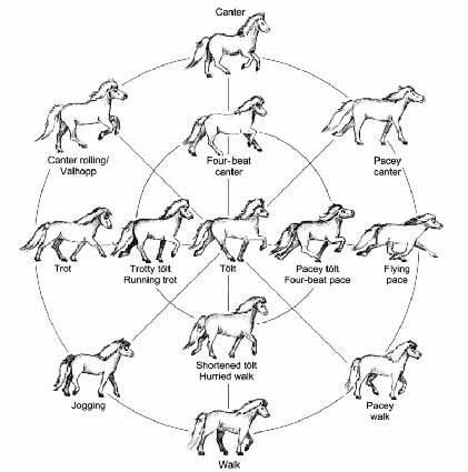 horse gaits diagram