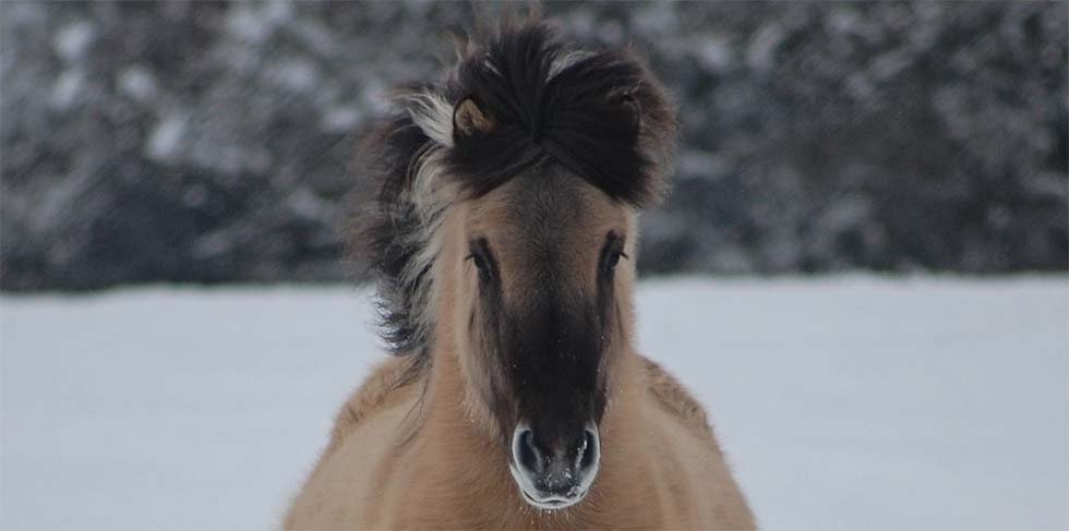 Winter horse snow