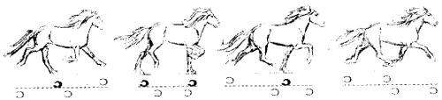 horse gaits diagram