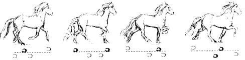 horse gaits diagram