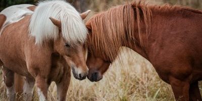 Photo Competition – Vote on the best friendship pictures