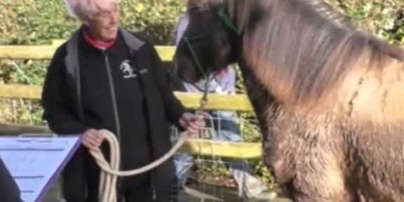 Young Horse Assessment at Solva