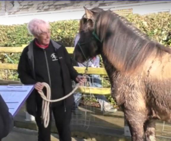 Young Horse Assessment at Solva
