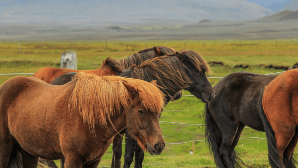 Icelandic horse herd