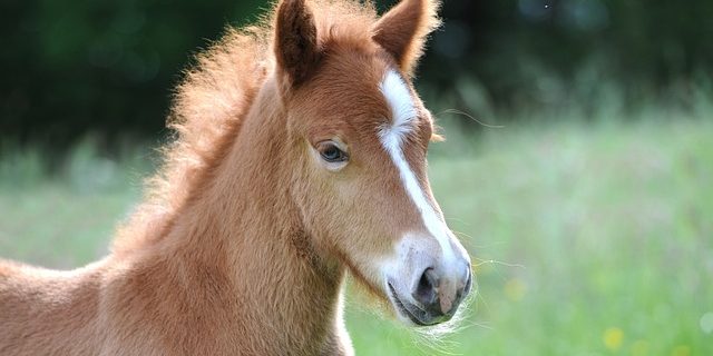 foal-1268804_640.jpg