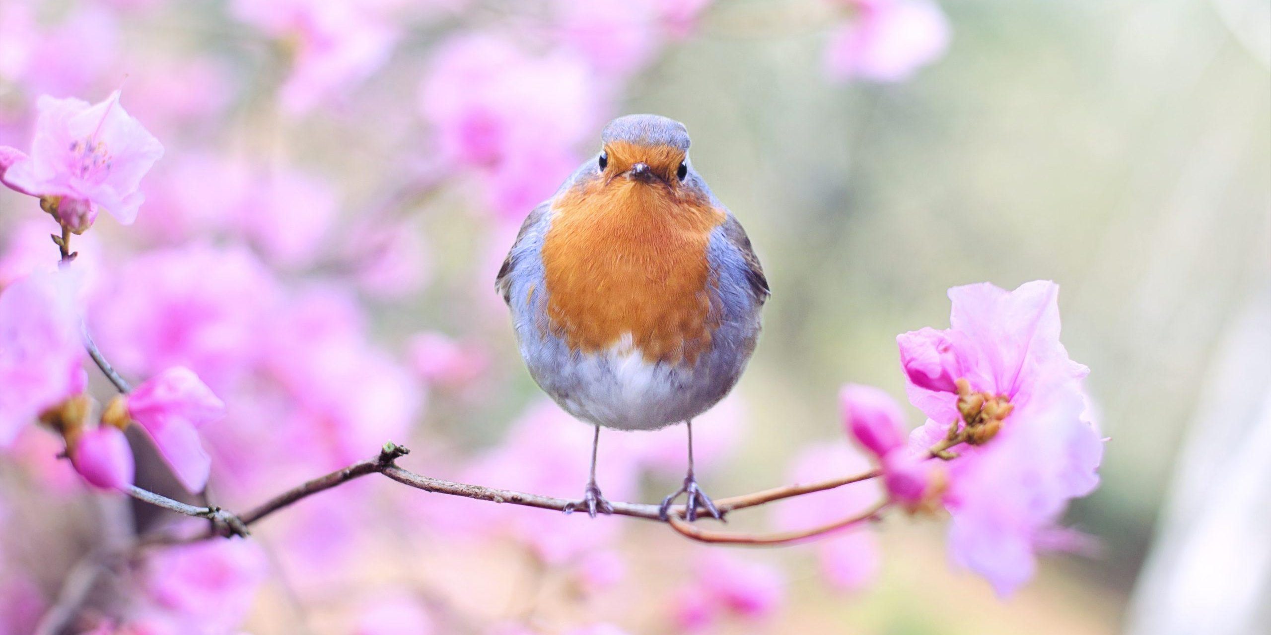 An Early Bird - Robin